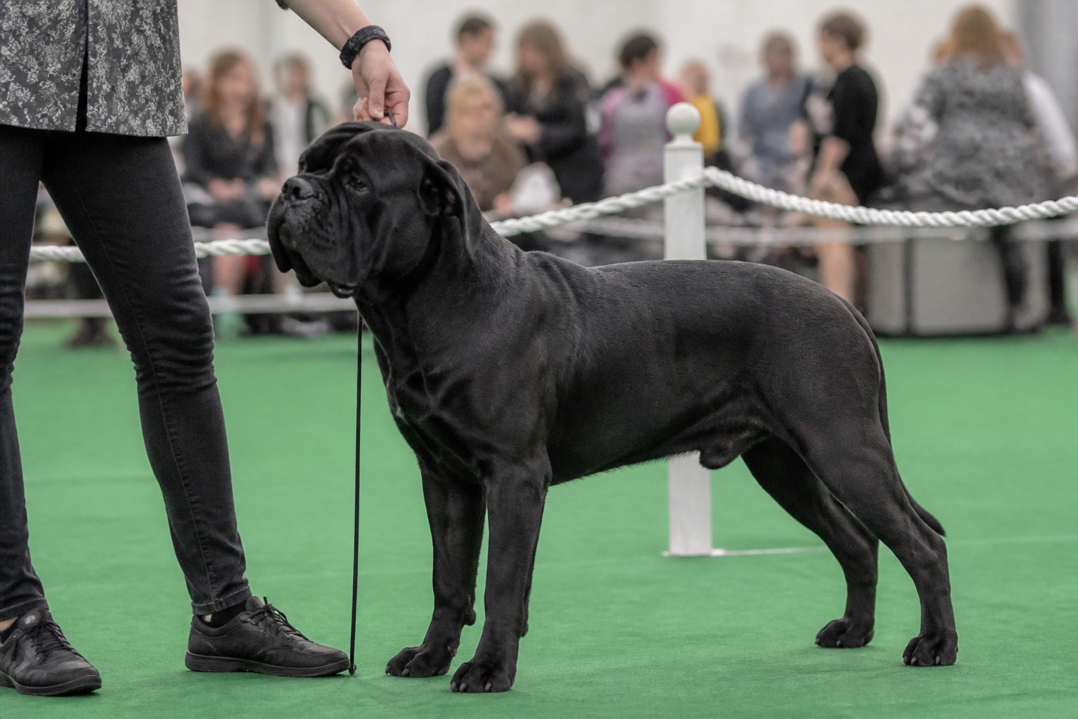 Een Bull Terrier staat in zijaanzicht op een grindpad in een park, laag avondlicht van achteren, de eivormige kop en rechte rug duidelijk in profiel, een wandelaar op de achtergrond onscherp.